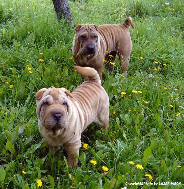 チャイニーズ シャー ペイの舌の色 シャーペイ リトアニアからペット犬ブリーダーがシャーペイshar Peiをご紹介